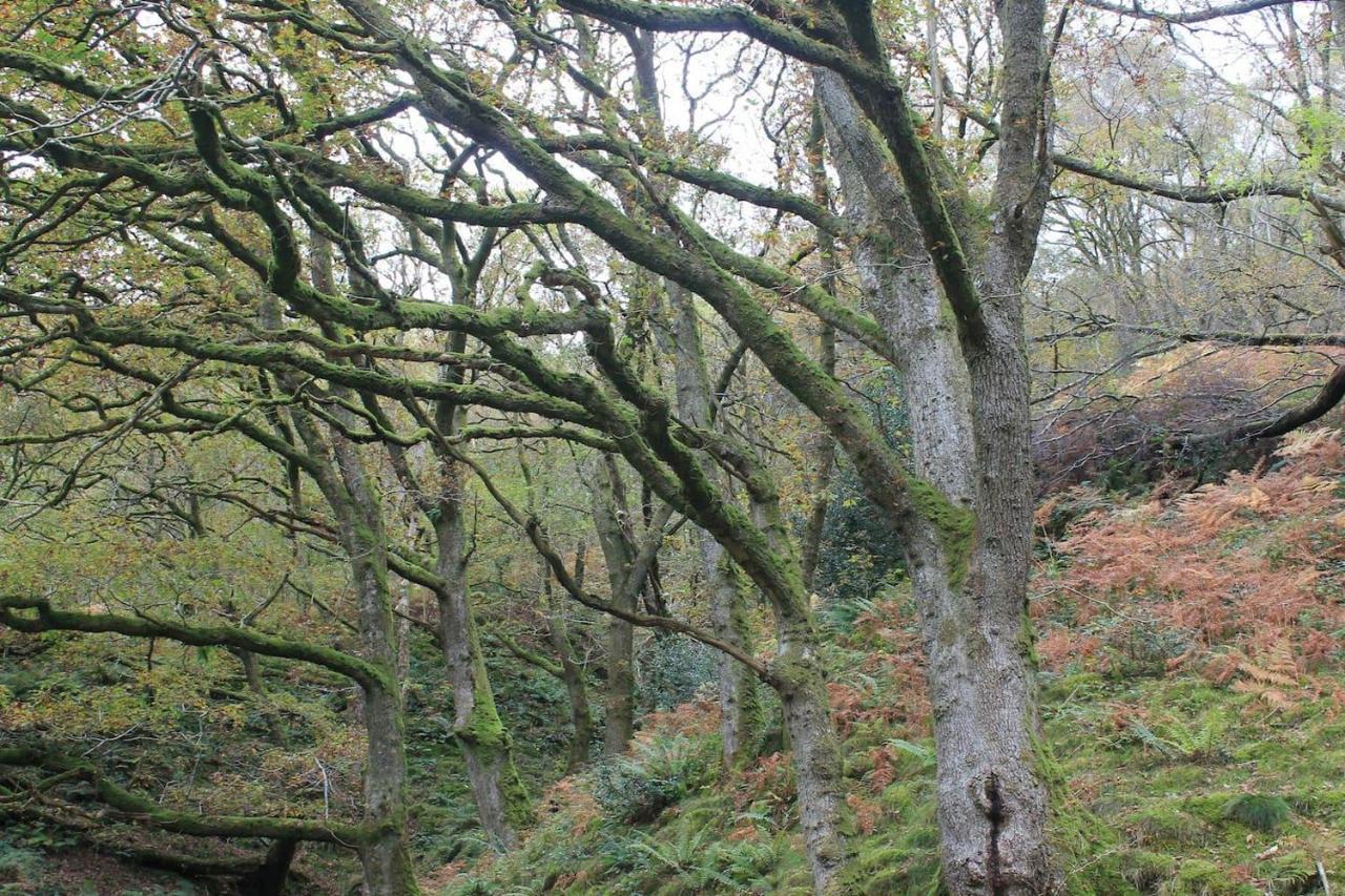 Relaxing Pet Friendly 2-Bed Cottage In Rhandirmwyn Llandovery Bagian luar foto
